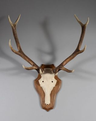 un gros plan d'une tête de cerf empaillée accrochée au mur