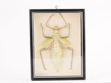 un insecte monté dans un cadre noir sur fond blanc