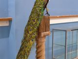 a peacock that is sitting on top of a wooden pole