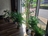 de nombreuses plantes en pot dans un coin de la pièce