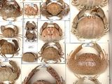 many different types of crabs in a display case