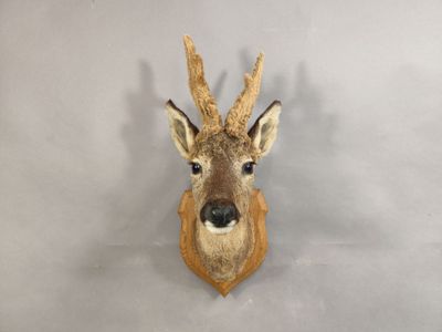 une tête de cerf avec ses bois, accrochée au mur devant un fond blanc
