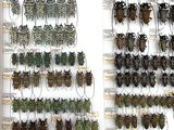 a lot of bugs that are hanging on the wall