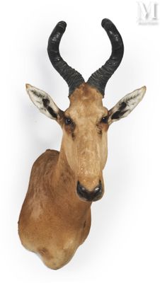 une tête de cerf empaillée accrochée au mur, avec ses bois