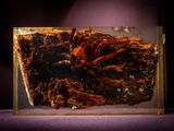a crab in a glass box on a purple surface