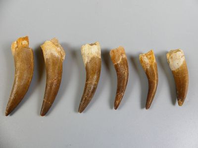 Fossiles de collection. Lot de six dents de Plésiosaure. - Photo 1