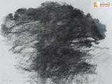 dessin au fusain représentant un arbre dans un champ, avec le ciel en arrière-plan