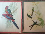 deux oiseaux assis sur une branche d'arbre