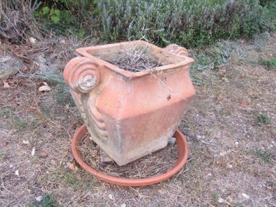 un pot en terre cuite contenant une plante, posé par terre