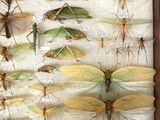 a lot of insects that are on display in a wooden frame
