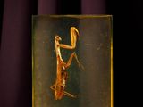 un insecte dans une boîte en verre posée sur un tissu violet