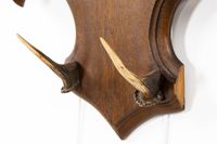 Porte-manteau mural ou porte-vêtements orné de bois de cerf,… (photo 6)