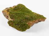 de la mousse verte poussant sur un rocher, sur fond blanc
