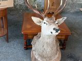 a deer head mounted on a chair next to a wall