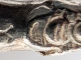 a close up of a silver ring with an owl on it