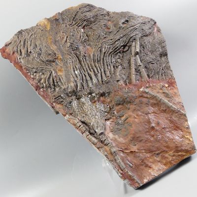 Fossiles de collection. Grand Lys de mer.