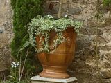 un chat assis par terre à côté d'une plante en pot