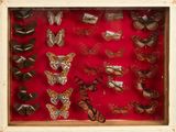 many different types of butterflies displayed in a display case