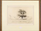 an image of a drawing of a tree in a field