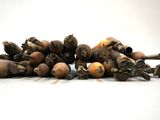 un tas de carottes pourries posées par terre