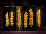 four glass vases with dried wheat in them on a purple surface