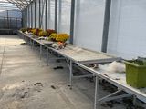 many pots of flowers on a long table in a greenhouse