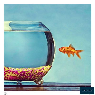 un poisson rouge qui regarde un poisson dans un bocal