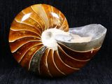 an image of a nautish shell sitting on a black surface