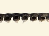 a picture of a group of teeth that are hanging on a wall