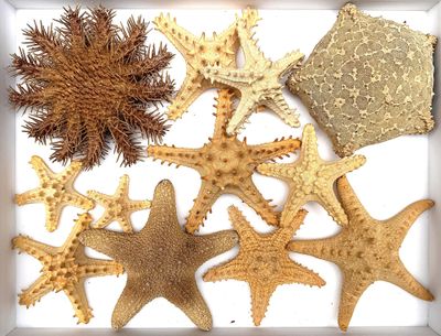 many different types of starfishs in a white box