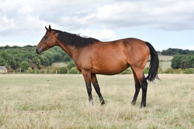 a horse that is standing in the grass in the field