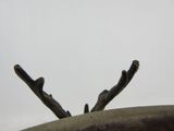 two birds sitting on a branch on top of a rock