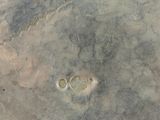an image of a close up of a rock in the water