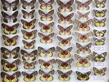 de nombreux types de papillons différents présentés dans une vitrine