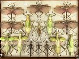 a lot of insects that are in a wooden frame