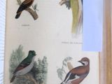 un livre sur lequel figure une illustration représentant différents oiseaux