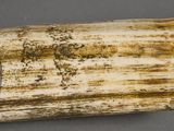an image of an elephant tusk with a design on it