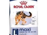 royal canin maxi adult dry dog food