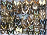 de nombreux papillons rassemblés dans une boîte