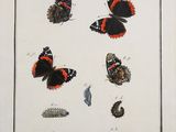 butterflies and caters on a white background with black and red markings