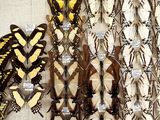 many different types of butterflies on display in a display case