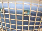 a gold wire basket with a blue cushion on it
