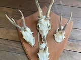 trois crânes de cerfs fixés sur un bouclier en bois posé au sol