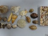 une boîte de coquillages posée sur une table, à côté d'une paire de ciseaux