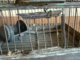 un oiseau en cage posé sur une table