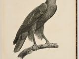 drawing of a black bird perched on a branch of a tree
