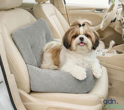 un chien assis sur la banquette arrière d'une voiture