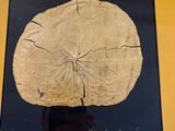 a picture of a piece of wood on display in a glass case