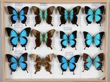 de nombreux papillons disposés dans un cadre en bois