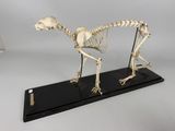 an image of a skeleton of a dog on a black base